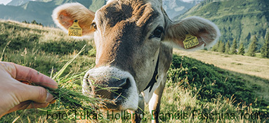 Kuh in Damüls Faschina (c) Lukas Holland - Damüls Faschina Tourismus_bearb_Ausschnitt